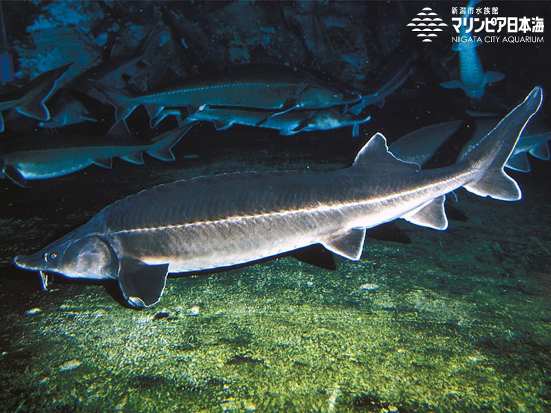 新潟市水族館 マリンピア日本海 生物図鑑 ベステル オオチョウザメ コチョウザメ