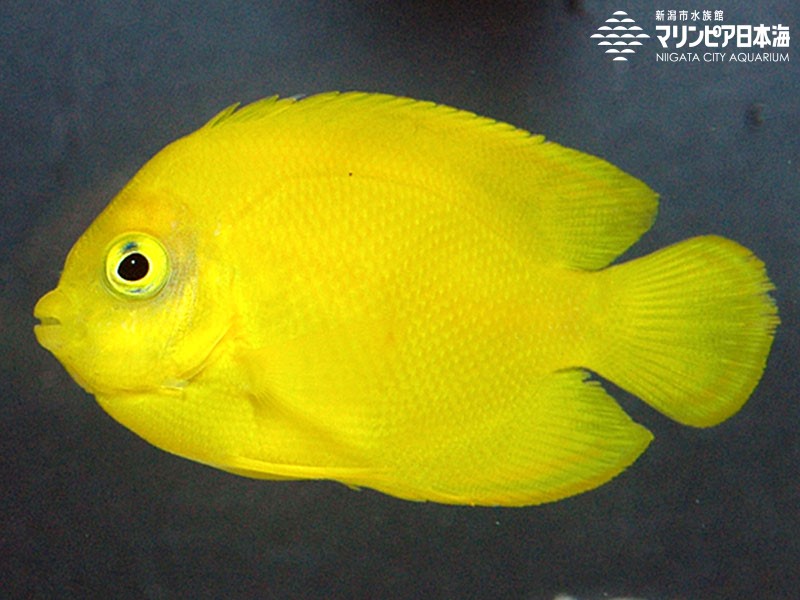 新潟市水族館 マリンピア日本海 生物図鑑 ヘラルドコガネヤッコ