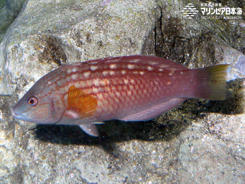 新潟市水族館 マリンピア日本海 生物図鑑 ホシササノハベラ