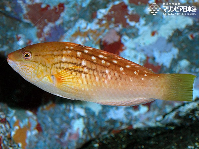 新潟市水族館 マリンピア日本海 生物図鑑 ホシササノハベラ