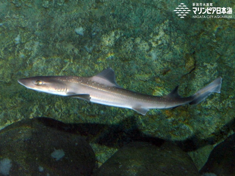 新潟市水族館 マリンピア日本海 生物図鑑 ホシザメ