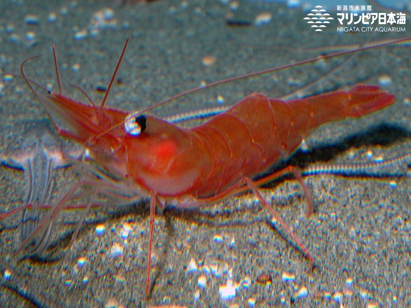 新潟市水族館 マリンピア日本海 生物図鑑 ホッコクアカエビ