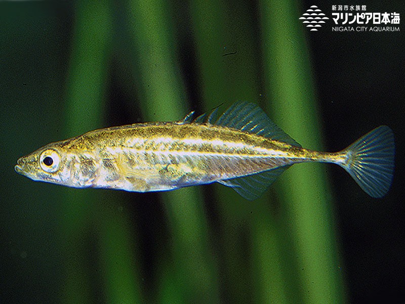 新潟市水族館 マリンピア日本海 生物図鑑 トミヨ属淡水型