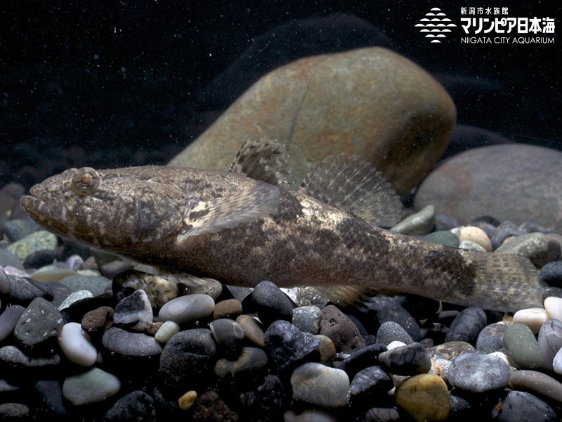 新潟市水族館 マリンピア日本海 生物図鑑 ドンコ