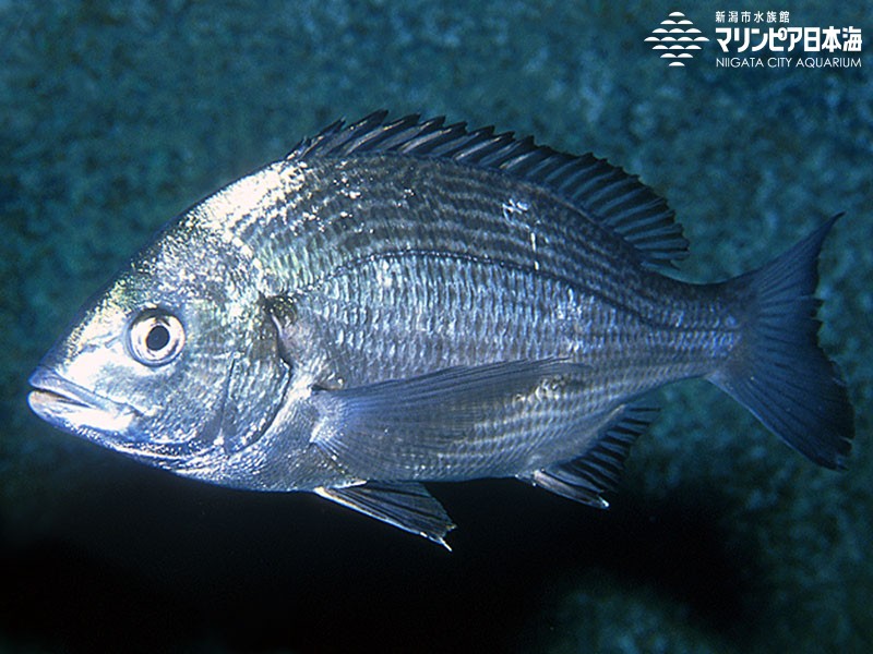 新潟市水族館 マリンピア日本海 生物図鑑 クロダイ