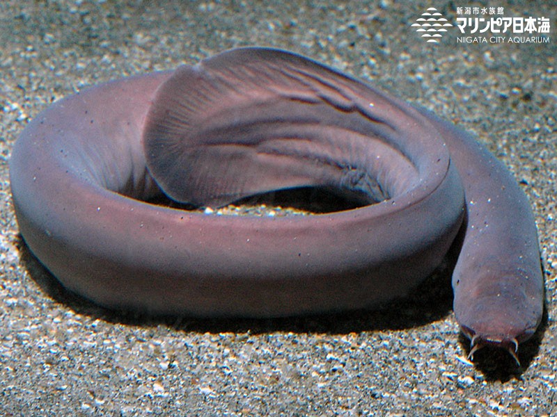 新潟市水族館 マリンピア日本海 生物図鑑 クロヌタウナギ
