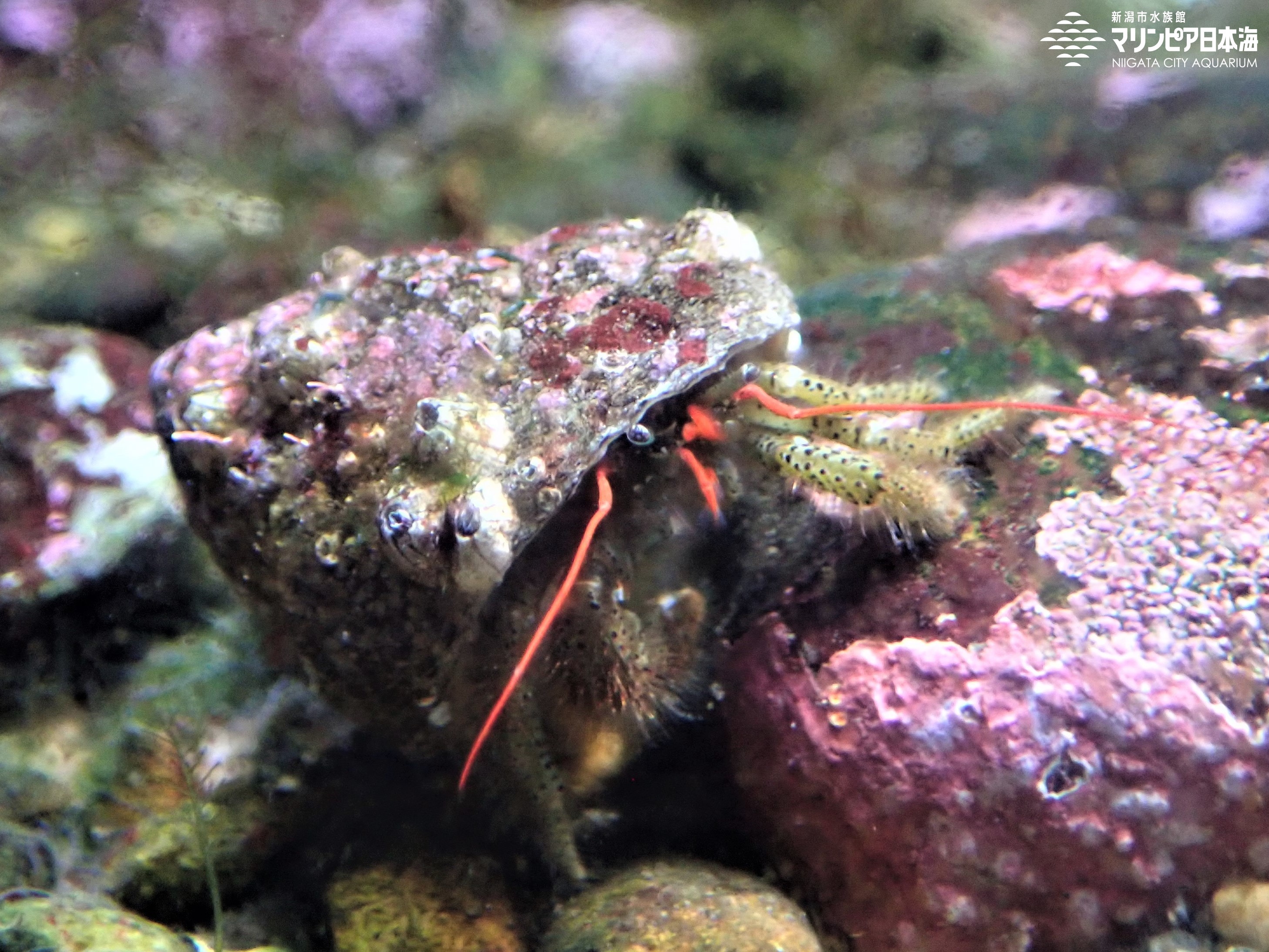 新潟市水族館 マリンピア日本海 生物図鑑 ケアシホンヤドカリ
