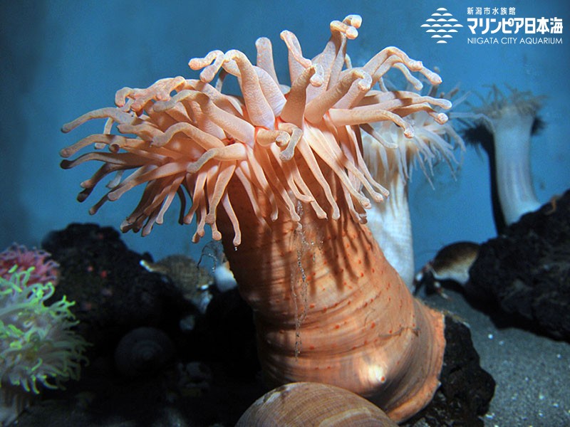 新潟市水族館 マリンピア日本海 生物図鑑 コイボイソギンチャク