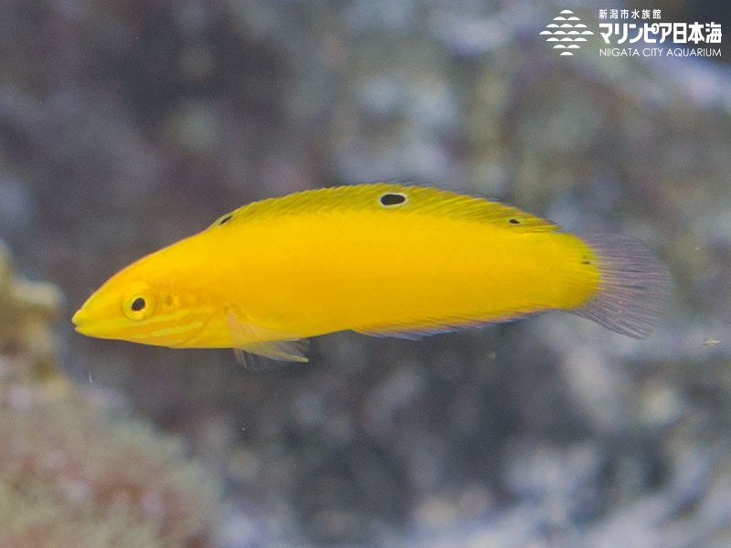 新潟市水族館 マリンピア日本海 生物図鑑 コガネキュウセン