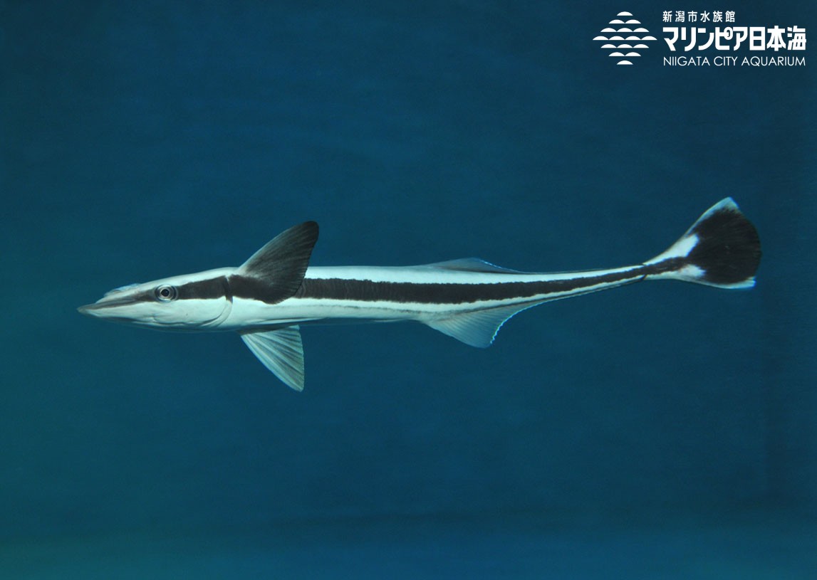 新潟市水族館 マリンピア日本海 生物図鑑 コバンザメ