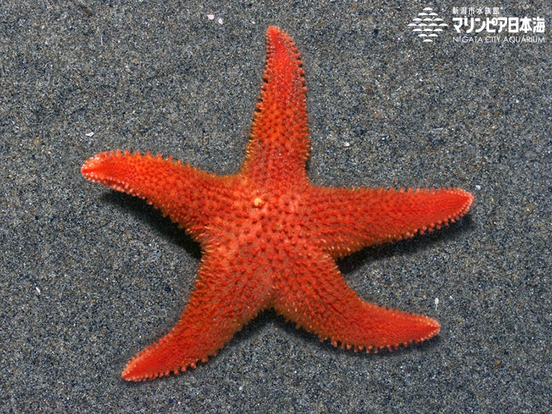 新潟市水族館 マリンピア日本海 生物図鑑 アカトゲニチリンヒトデ