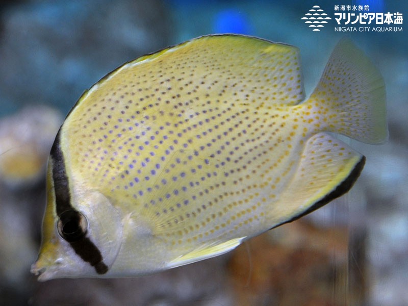 新潟市水族館 マリンピア日本海 生物図鑑 ゴマチョウチョウウオ 新潟市水族館 マリンピア日本海 生物図鑑 ゴマチョウチョウウオ