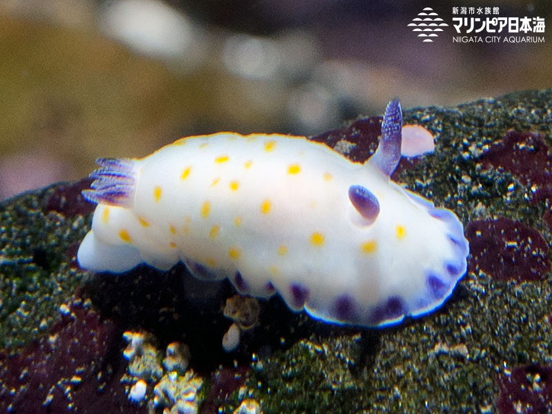 新潟市水族館 マリンピア日本海 生物図鑑 コモンウミウシ