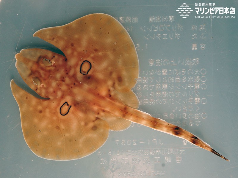 新潟市水族館 マリンピア日本海 生物図鑑 コモンカスベ