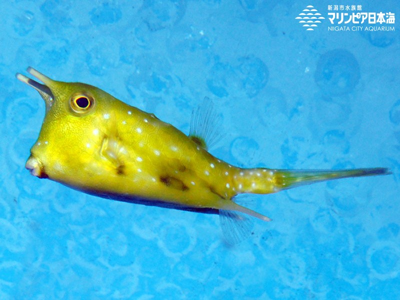 新潟市水族館 マリンピア日本海 生物図鑑 コンゴウフグ