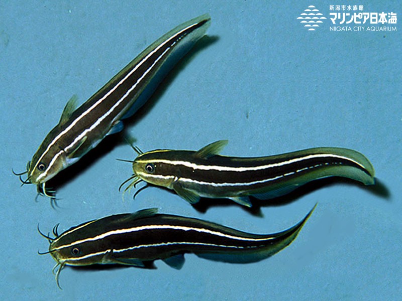 新潟市水族館 マリンピア日本海 生物図鑑 ゴンズイ