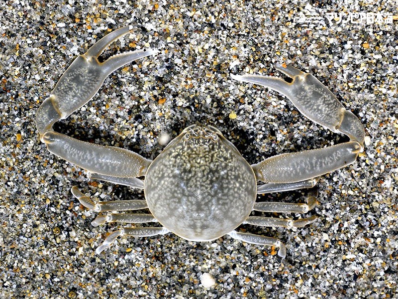 新潟市水族館 マリンピア日本海 生物図鑑 マメコブシガニ