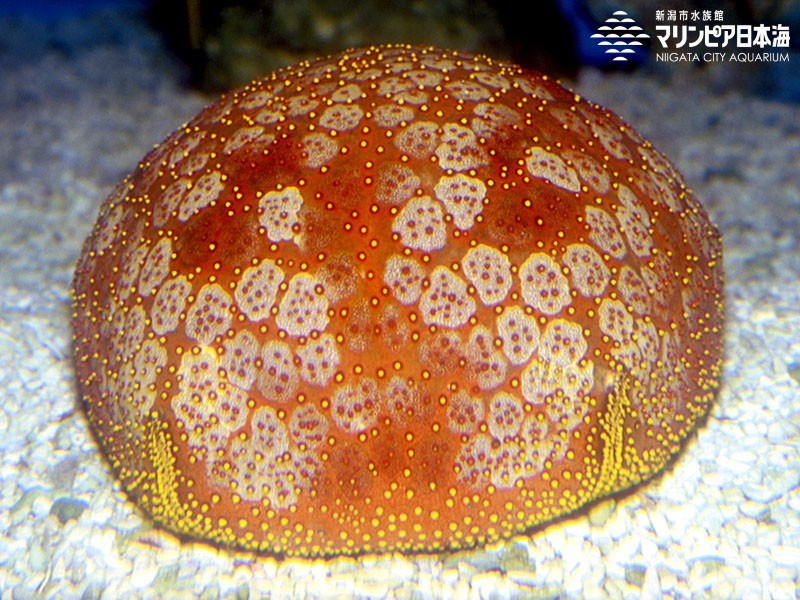 新潟市水族館 マリンピア日本海 生物図鑑 マンジュウヒトデ