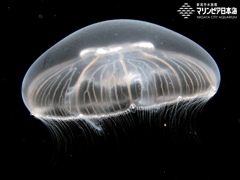 新潟市水族館 マリンピア日本海 生物図鑑 ミズクラゲ