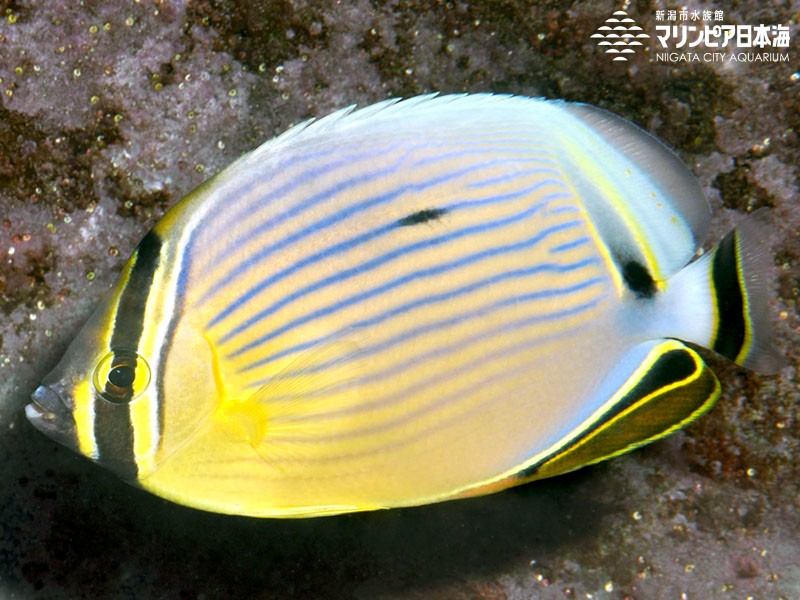 新潟市水族館 マリンピア日本海 生物図鑑 ミスジチョウチョウウオ