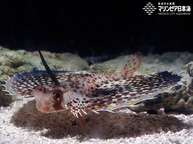 新潟市水族館 マリンピア日本海 生物図鑑 セミホウボウ 新潟市水族館 マリンピア日本海 生物図鑑 セミホウボウ