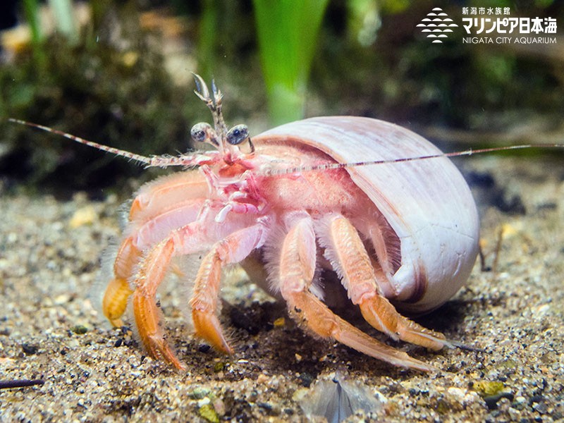 新潟市水族館 マリンピア日本海 生物図鑑 ゼンマイヤドカリ