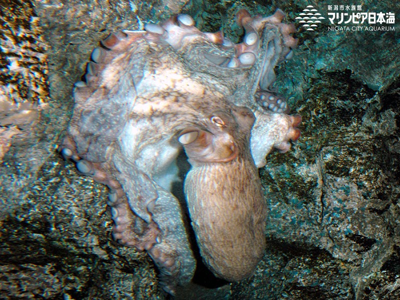 新潟市水族館 マリンピア日本海 生物図鑑 ミズダコ