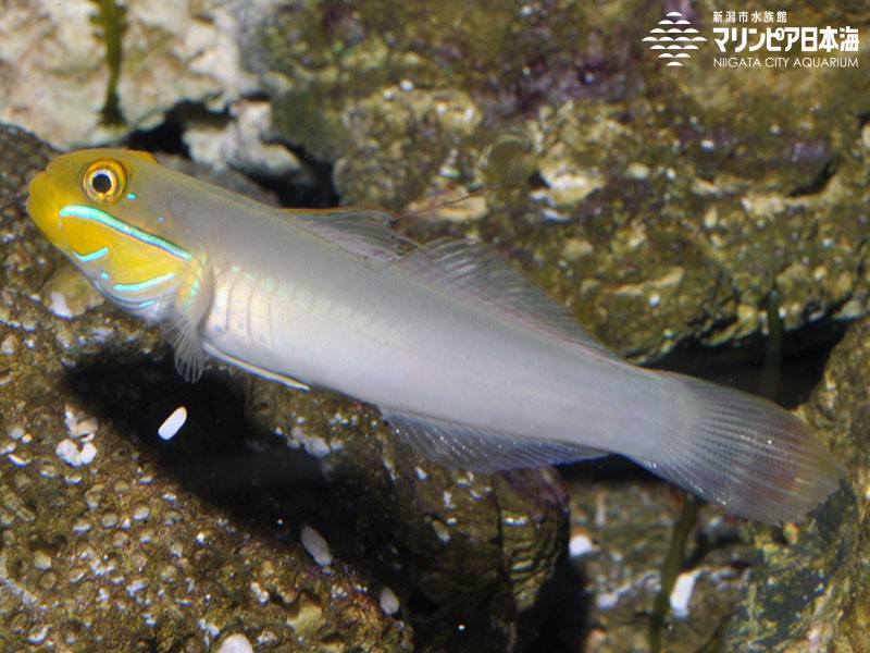 新潟市水族館 マリンピア日本海 生物図鑑 アカハチハゼ
