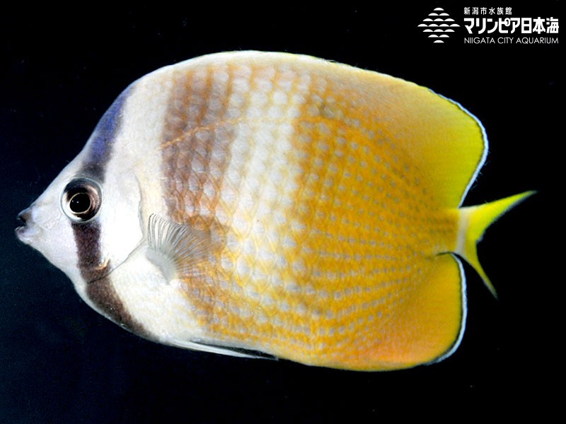 新潟市水族館 マリンピア日本海 生物図鑑 ミゾレチョウチョウウオ