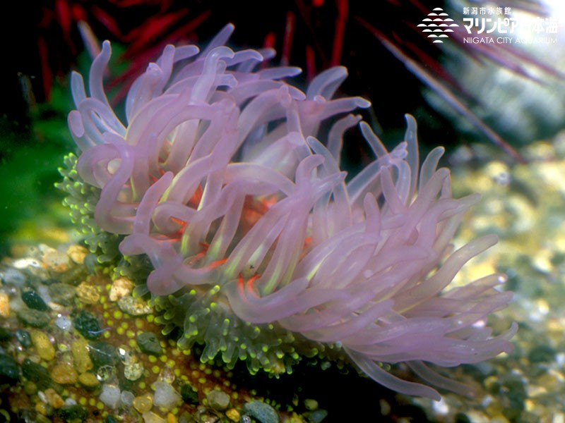 新潟市水族館 マリンピア日本海 生物図鑑 ミドリイソギンチャク