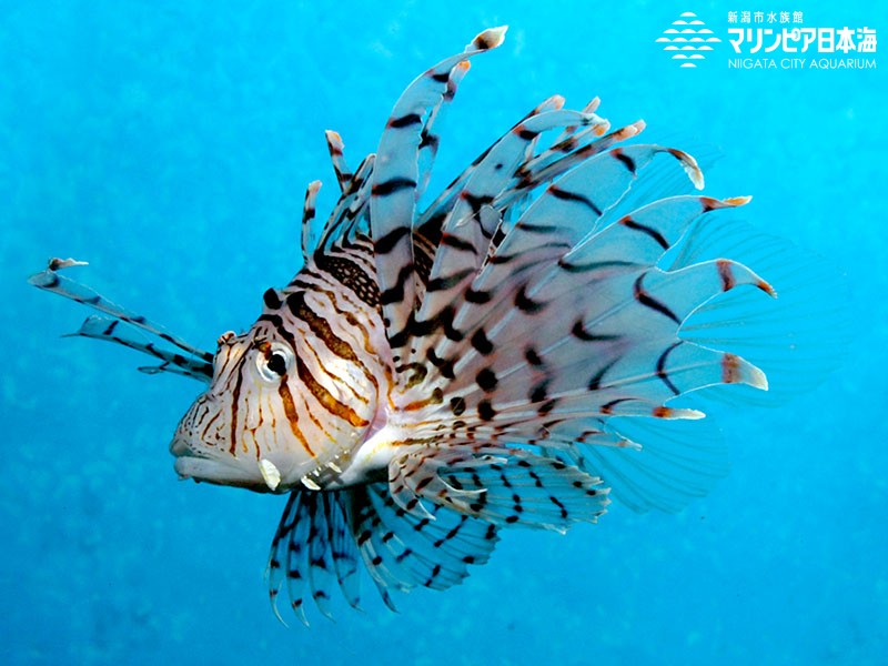 水族館のミノカサゴ。