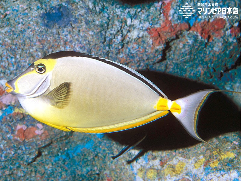 新潟市水族館 マリンピア日本海 生物図鑑 ミヤコテングハギ