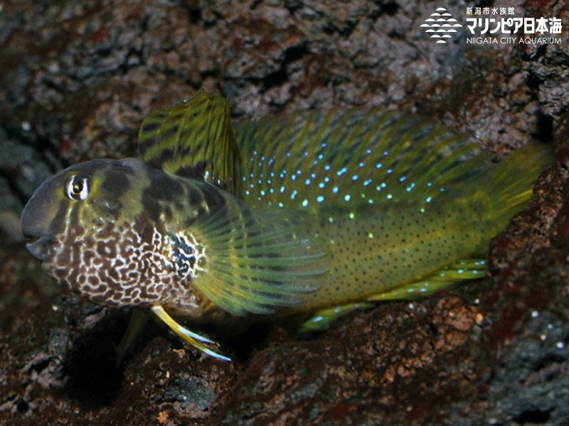 新潟市水族館 マリンピア日本海 生物図鑑 ナベカ