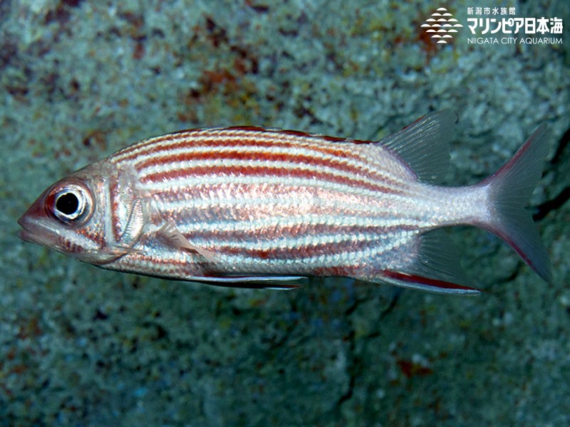 新潟市水族館 マリンピア日本海 生物図鑑 ニジエビス