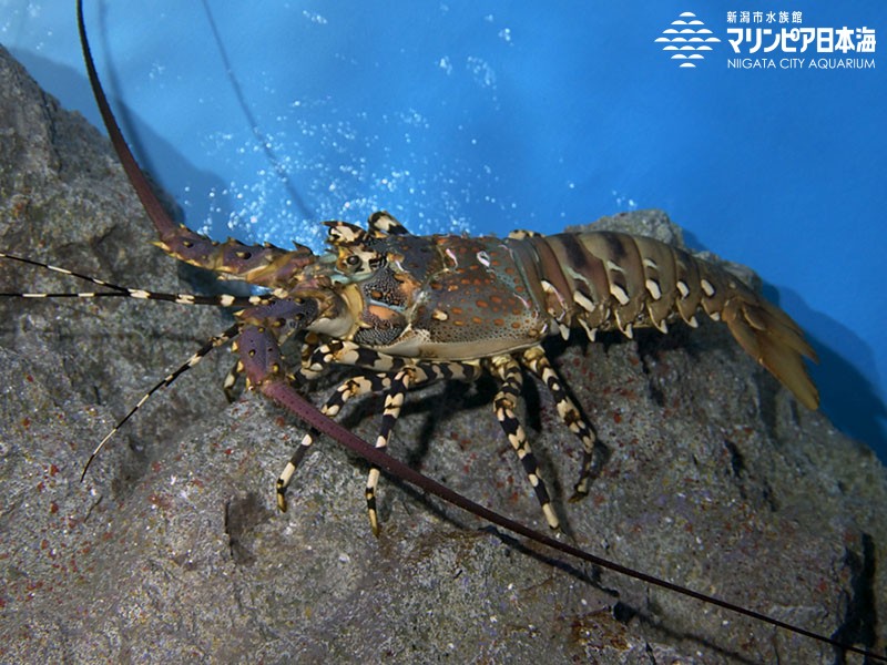 新潟市水族館 マリンピア日本海 生物図鑑 ニシキエビ
