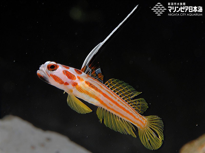 新潟市水族館 マリンピア日本海 生物図鑑 ヤシャハゼ 新潟市水族館 マリンピア日本海 生物図鑑 ヤシャハゼ