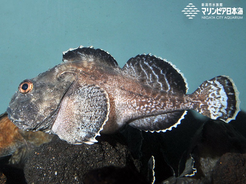 新潟市水族館 マリンピア日本海 生物図鑑 ヤマトコブシカジカ