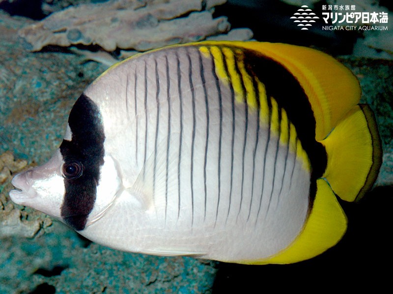 新潟市水族館 マリンピア日本海 生物図鑑 ニセフウライチョウチョウウオ