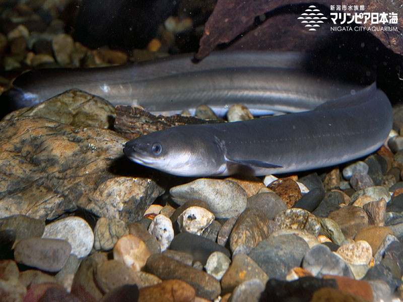 新潟市水族館 マリンピア日本海 生物図鑑 ニホンウナギ