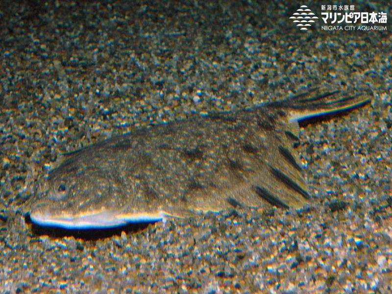 新潟市水族館 マリンピア日本海 生物図鑑 ヌマガレイ