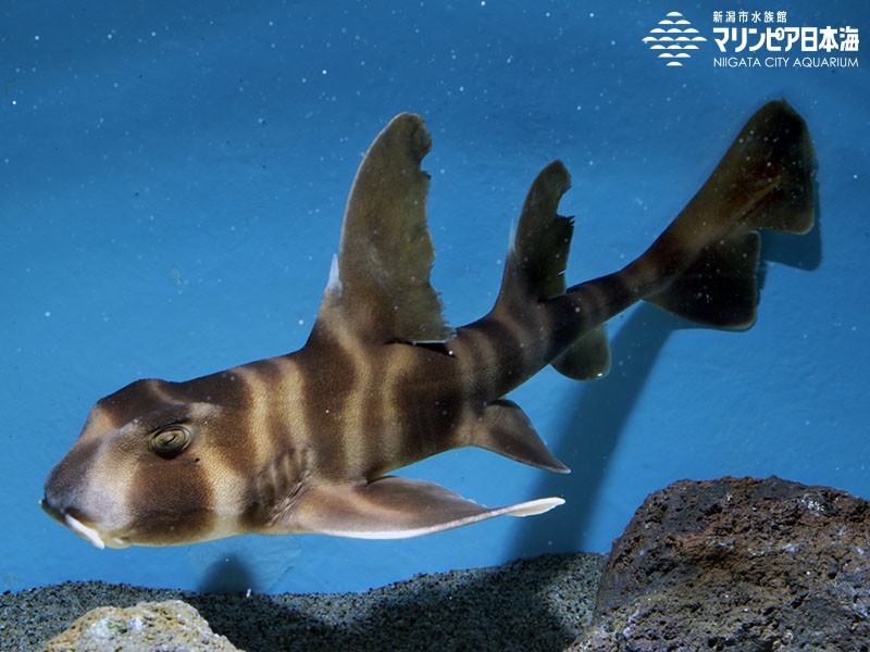 新潟市水族館 マリンピア日本海 生物図鑑 ネコザメ