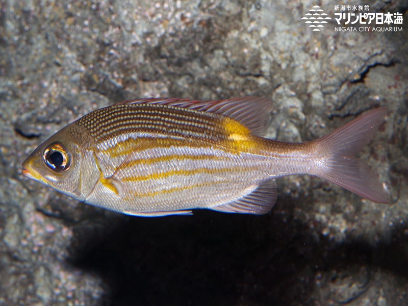 新潟市水族館 マリンピア日本海 生物図鑑 ノコギリダイ