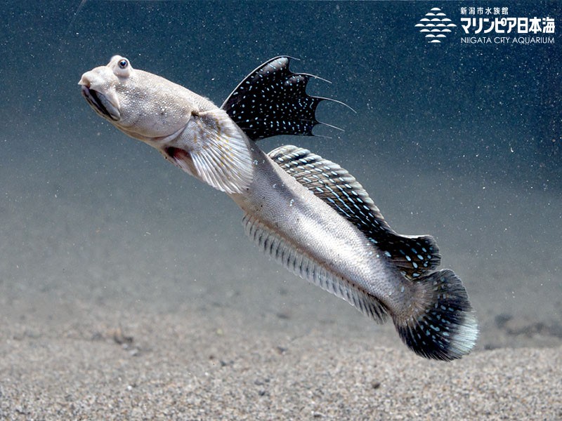 新潟市水族館 マリンピア日本海 生物図鑑 ムツゴロウ