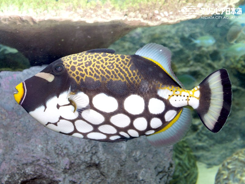 新潟市水族館 マリンピア日本海 生物図鑑 モンガラカワハギ