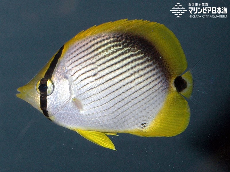 新潟市水族館 マリンピア日本海 生物図鑑 アケボノチョウチョウウオ