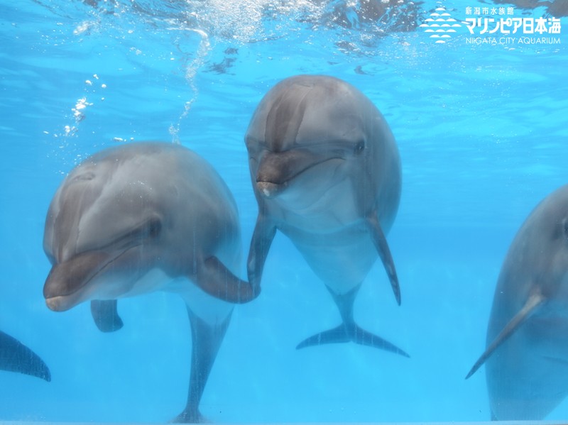 新潟市水族館 マリンピア日本海 生物図鑑 ハンドウイルカ