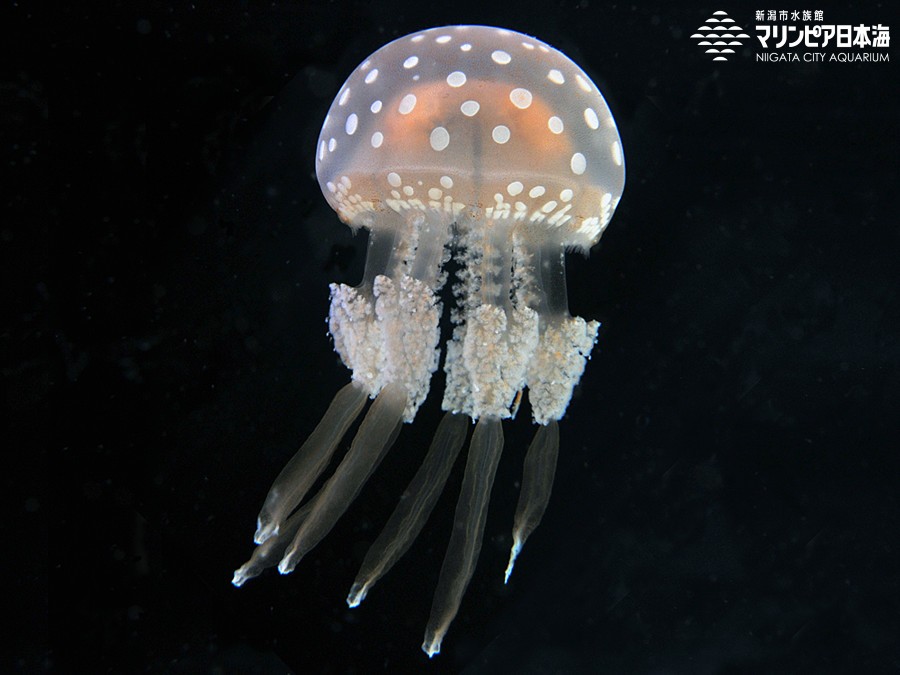 新潟市水族館 マリンピア日本海 生物図鑑 タコクラゲ