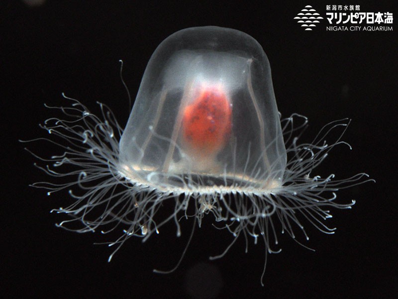 新潟市水族館 マリンピア日本海 生物図鑑 ベニクラゲ