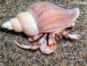 新潟市水族館 マリンピア日本海 生物図鑑 ミツカドホンヤドカリ