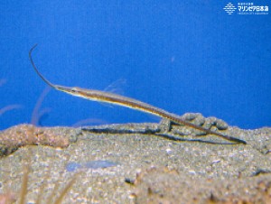 新潟市水族館 マリンピア日本海 生物図鑑 ヒゲナガヤギウオ